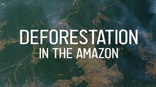 Deforestation in the Amazon quickly explained [upl. by Trinl]