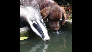 Blaireaux apprivoisés qui jouent avec un chien [upl. by Jens]