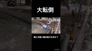 大転倒、鹿と外国人観光客大丈夫か？🫎奈良公園▶️クリックするとロングバージョンに移行します [upl. by Analim408]