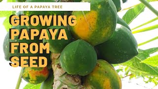 Life cycle of a Papaya tree  Growing papayas from seed [upl. by Eesac]