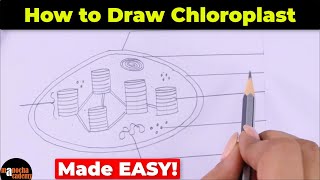 How to Draw Chloroplast Diagram Easily [upl. by Rednijar33]