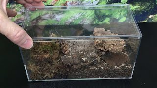 Isopod Enclosure Review wwwMicrovariumcom [upl. by Aninotna]