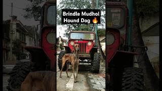 Brindle Mudhol Hound Dog Daggers Swag 🔥 [upl. by Nidnarb]