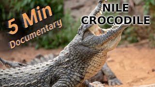 Nile Crocodile  5 Minute Documentary [upl. by Keeryt506]