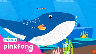 🐳La Baleine Bleue  Chansons dAnimaux  Pinkfong Baby Shark en français  Chansons pour Enfants [upl. by Rustice]