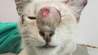 Removing A Huge Botfly Maggot From Cats Nose Part 1 [upl. by Roch]