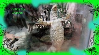 Reptiles Varan dance  Snakes and Lizards [upl. by Annaiek755]