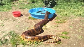 ANACONDA enters WaterFEEDS ON CATFISH [upl. by Nnaeerb]