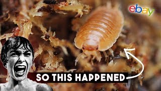 So I bought Giant Orange Isopods on eBay [upl. by Lebazej242]