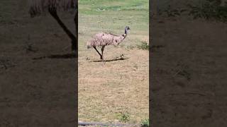 look at beautiful ostrich roaming alone happily🦩shorts short youtubeshorts animallover [upl. by Orlena]