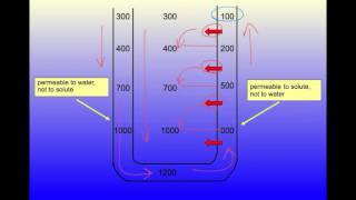 Demystifying the Countercurrent Multiplier [upl. by Anirtac]