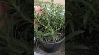 Growing Rosemary from Seed to Harvest [upl. by Hellene]