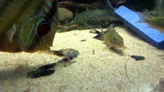 Brochis Splendens Emerald Corydoras Eating Live Blackworms [upl. by Naujahs139]