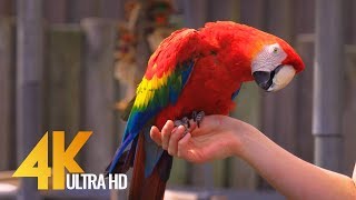 Colorful Parrots with Relaxing Music and Bird Sounds  Beautiful Tropical Birds in 4K Ultra HD [upl. by Goldshell]