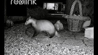 Leaping Badger makes Fox scream and a Ghost flies by [upl. by Aratahc]