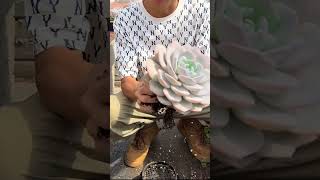 Useful tips for succulents 🪴 suculentas 다육이들 多肉植物 garden Shorts [upl. by Sonitnatsnok869]