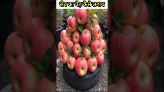 Seb ka ped Kaise lagaen satisfying fruit naturalclips vfx shorts motionvfx motioneffects [upl. by Garcia858]