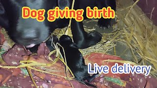 dog giving birth ll live delivery my Kali 2 [upl. by Janela]