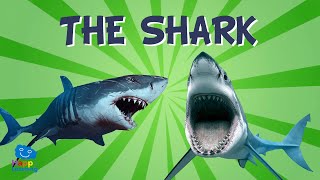 Sharks The scariest animals in the sea  Educational Videos for Kids [upl. by Mycah]