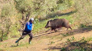 Chasse Sanglier au Maroc Wad rekel  Wild Boar Hunting 2024 Partie 14 [upl. by Fini]