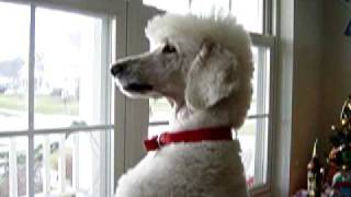 Bailey the Standard Poodle part 1 [upl. by Pepita]