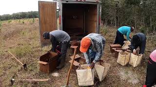 Planting Wiregrass in Longleaf Pine Restoration Project [upl. by Cantu]