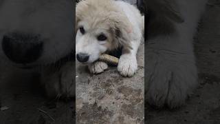 Training Our Great Pyrenees Puppy [upl. by Eiuqnimod]