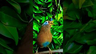 The melodic laughingthrush sometimes known as the Chinese hwamei is a passerine bird 🐦 shorts [upl. by Fortna]