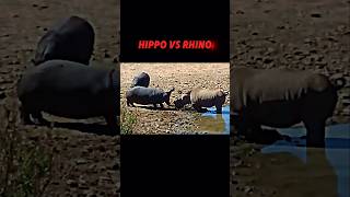 Hippo vs Rhino trending animals wildlife hippo rhino shorts [upl. by Rosaline]