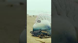 Meet the Portuguese Man o War A floating venomous marine colony thats mistaken for a jellyfish [upl. by Lertram]