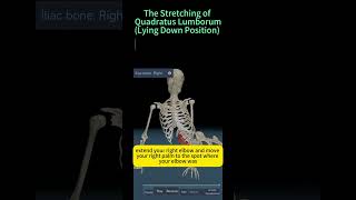 Stretching of quadratics lumborumThe APP is ‘Kinetic Anatomy 3D’ [upl. by Ecnaralc]