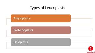 Leucoplast Definition Structure and Function [upl. by Jarvis]