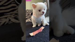 Dogs Funny VideosDog Videos shorts doglover pets animals [upl. by Hollis]