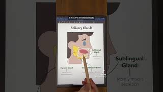 Salivary glands anatomyandphysiology physiology anatomy premed digestivesystem digestion [upl. by Clippard42]