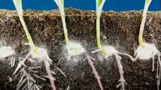 Time lapse fast growing corn roots and leaves growing [upl. by Mauve]