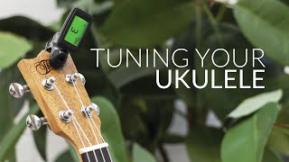 How to Tune your Ukulele Beginners Guide [upl. by Laitselec863]