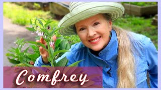 3 Reasons YOU should grow COMFREY in your garden [upl. by Stevie85]