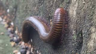 Giant worms love grass on the sandstone [upl. by Miriam]