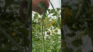 Domateste tepe alma budaması nasıl yapılır pruning tomatoes on the tip [upl. by Dnomyaw]