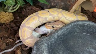 MY BALL PYTHON COLLECTION FEEDING COMPILATION [upl. by Nwaf]