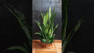 Snake Plant in Glass Bowl A Stylish and Easy Home Decor Hack [upl. by Natala141]