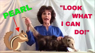 Opposum Lady doing weird things out of context for 10 minutes straight MEpearlA compilation [upl. by Base]