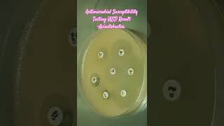 Antibiotics Sensitivity Testing AST of Acinetobacter baumannii complex microbiology microbes [upl. by Aerdnaz375]