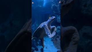 VIDEO CAPTURED PERFECTLY  Giant Tortoise 🐢🐢🐢🐢 [upl. by Beaufert326]