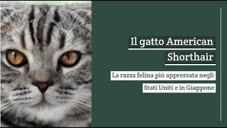 Gatto American Shorthair il “cugino” americano del British [upl. by Lauder]