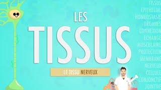 LES TISSUS LE TISSU NERVEUX Partie 3 [upl. by Nylecyoj850]