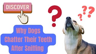 Discover Why Dogs Chatter their Teeth After Sniffing [upl. by Mitzl]