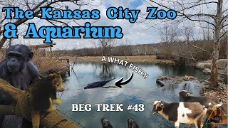 Construction Updates and BABIES  Kansas City Zoo amp Aquarium  BEC TREK Episode 43 [upl. by Engeddi]