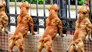 Top 10 Most Muscular Dog Breeds I SUPREME MUSCULAR DOGS [upl. by Orazal635]