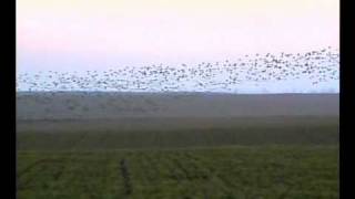 RedBreasted Geese Flying Over Durankulak Lake in Bulgaria [upl. by Merras]